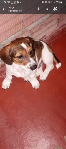 Filhotes salsicha