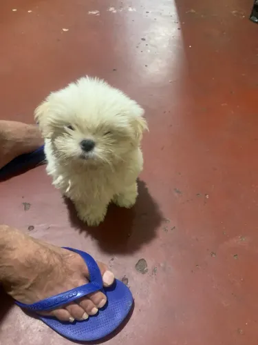 Filhote de shihtzu