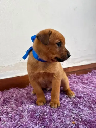 Cachorro Filhote para Adoção Responsável, cachorrinho macho