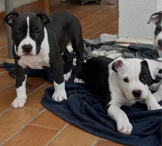 American Staffordshire Terrier (filhotes) - Canil Castel Verde