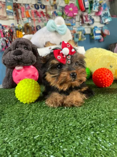 YorkShire terrier fêmea 2 duas doses de vacina importada