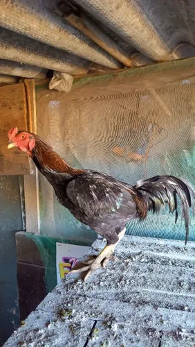 Galo e galinha 