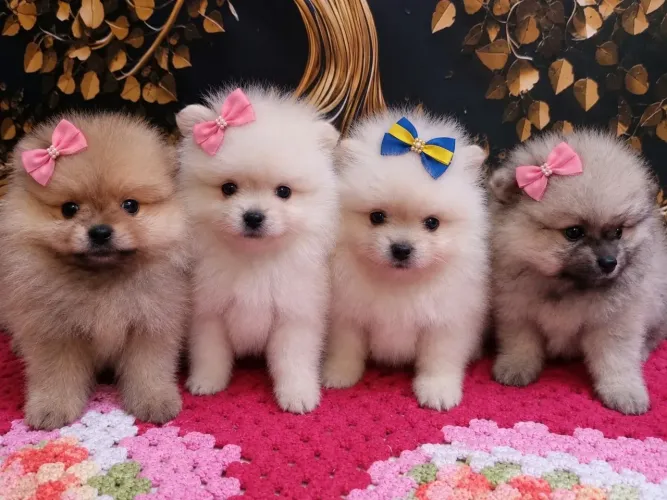 Filhotes Lulu da Pomerania Spitzz Alemão