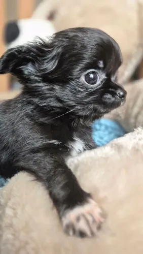 Chihuahua macho pelo longo