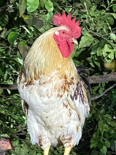 GALO GLC GRANDE PORTE - 7 MESES - JÁ REPRODUZINDO