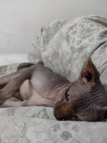 Sphynx macho adulto lindo