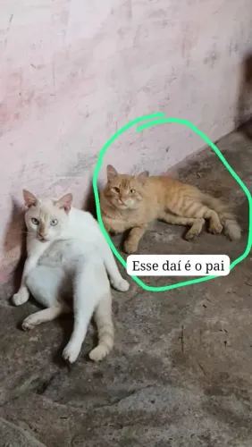 Gato
