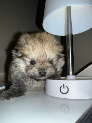 Vende-se Lulu da pomerania (splitz alemão) cor laranja 