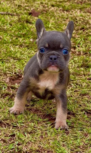 Bulldog Francês, filhotes Blue, alto padrão, Canil O'malley Bull's