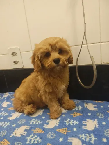 Filhote de Cavapoo macho