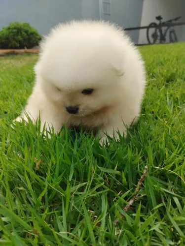 Spitz Lulu da Pomerânia 
