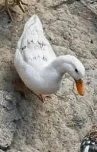 Marreco macho