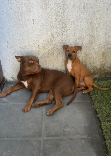 American Bully Pocket
