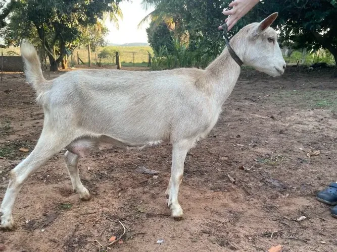 Cabra Saanen Leiteira