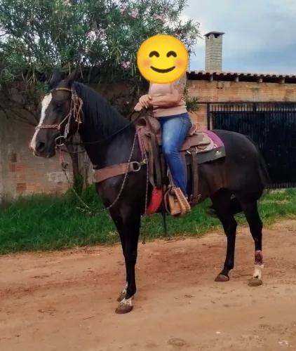 (Cavalo) Égua Quarto de Milha 