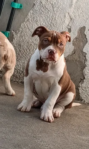 Macho DisPoNíVeL