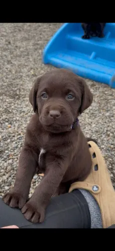 LABRADOR  disponível para venda com pedigree, contrato e garantias.
