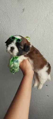 Shitzu macho tricolor