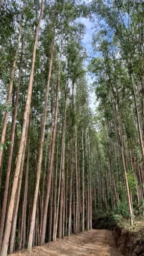 Floresta de Eucalipto em Natividade da Serra SP. 230 mil metros R$:120.00 o metro
