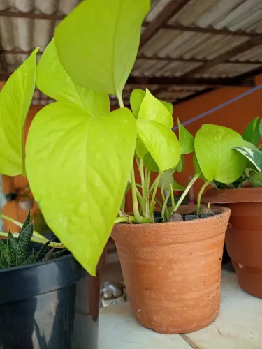 Vasinho de barro de jibóia neon folhas verde limão perfeitas