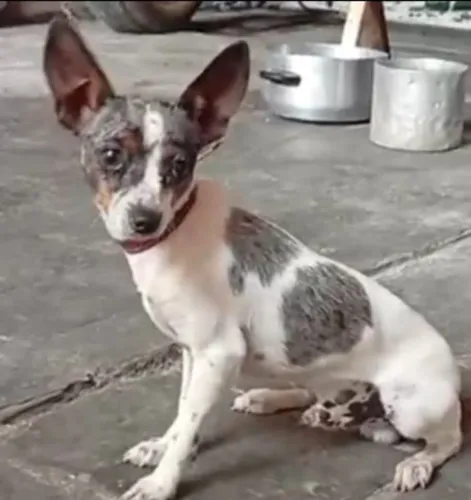 Pincher macho merle. 