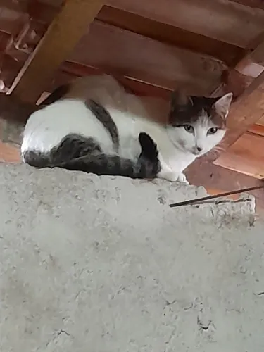 DOA-SE GATA