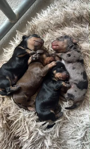 Dachshund com pedigree filhote