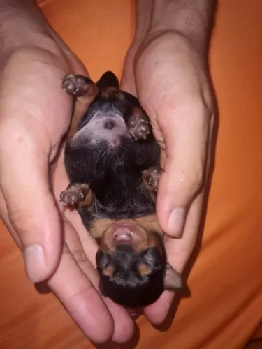 Filhotes de pinscher
