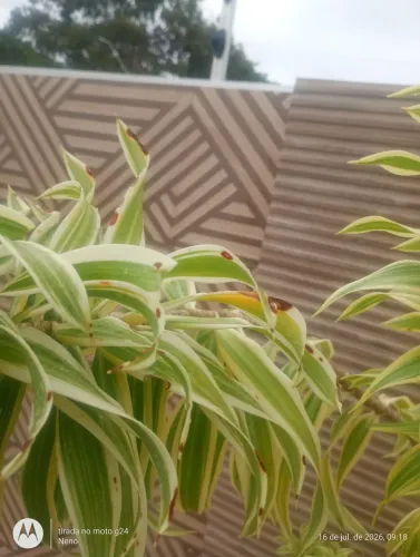 Faço manutenção de piscina e jardim