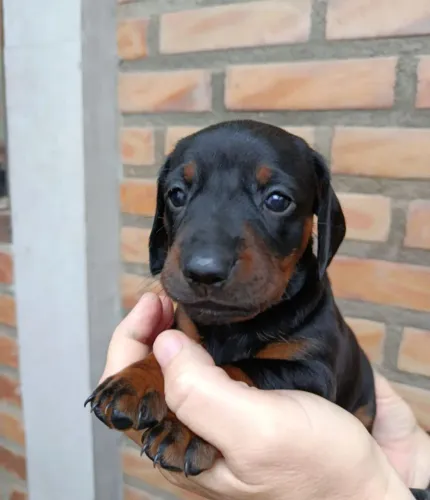 Linda filhote daschshund fêmea