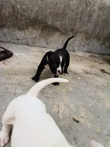 Vendo Pitbull puro