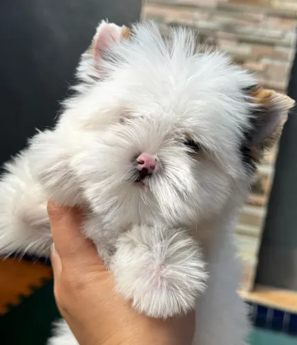 Yorkshire Biewer terrier um luxo de bebê