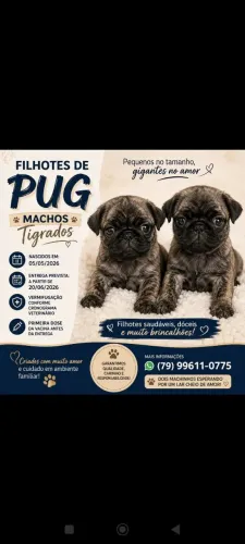 FILHOTES DE PUG MACHOS DISPONÍVEIS ?