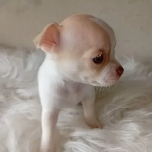 Filhote de chihuahua 