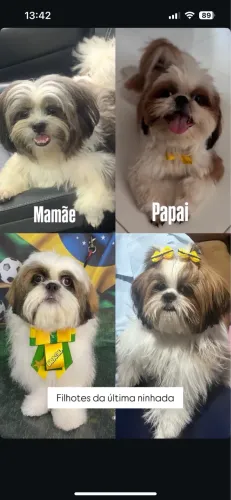FILHOTE DE Shih Tzu