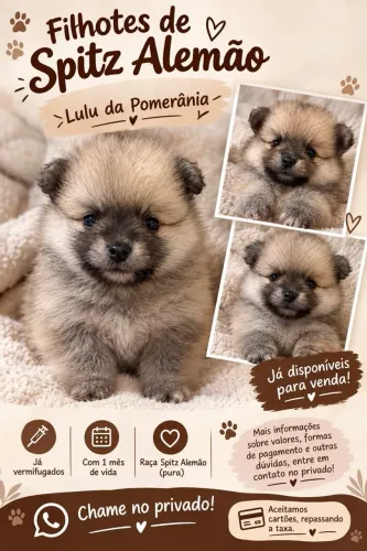 Spitz Alemão