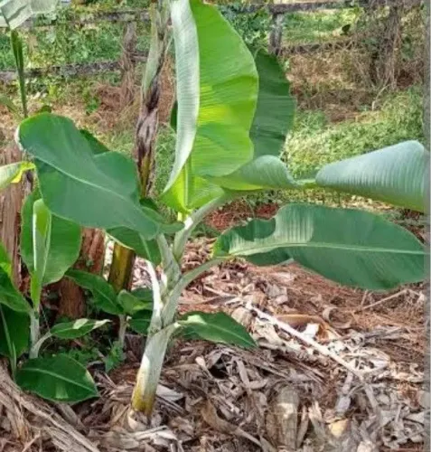 Bananeiras muda de banana prata 