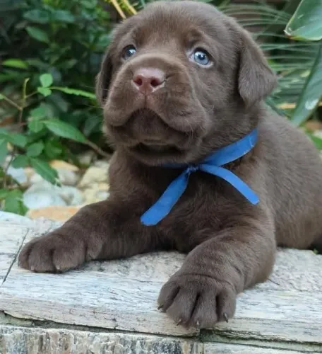 filhotes de labrador fêmea 