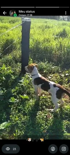 Cachorro americano