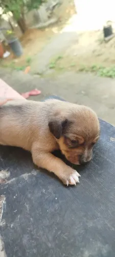 Filhotes de cachorros