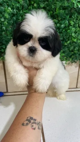 Filhotinhos fofos de Shihtzu