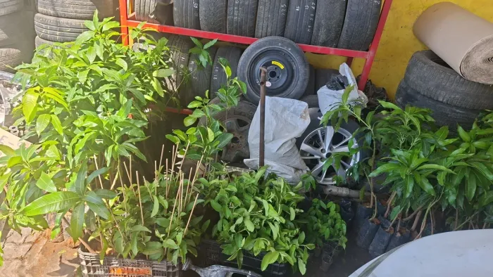 Mudas de manga,goiaba,jaca e cacau 