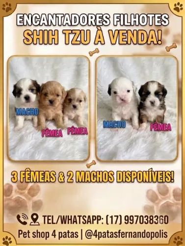 Filhotes de mini Shitzu