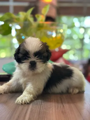 Lindo filhote mini da raça Shih Tzu (macho)