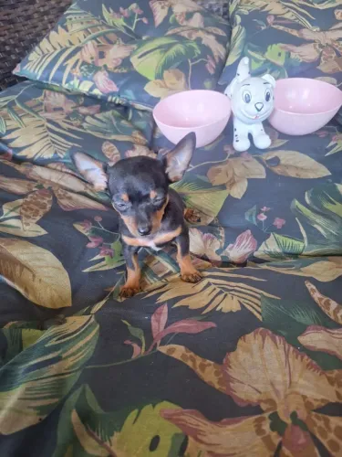 Perfeitos filhotes de Pinscher 0 excelente linhagem com garantia e procedência 