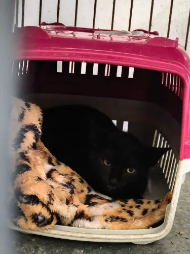 Panterinha Negra, 2 meses, vermifugada, fêmea, entrega a combinar