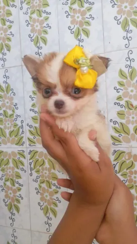 Vende-se linda chihuahua