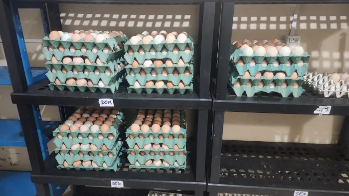 Galinhas de POSTURA - GLC e Embrapa 51