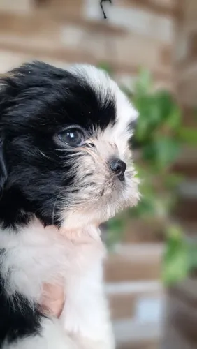 Shih-tzu macho e fêmea procedência
