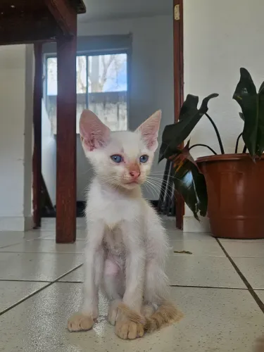 Filhote Gatinho Branco